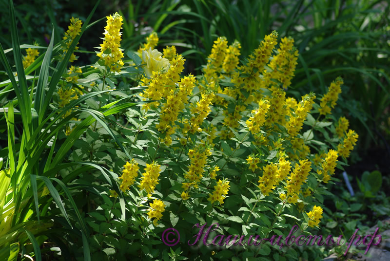 Вербейник точечный / Lysimachia punctata