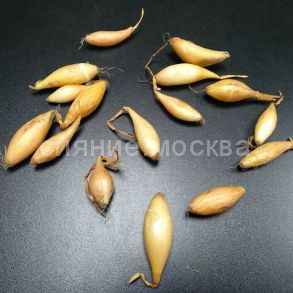 Лук-севок Гелиос, 500 г | Бамбергер