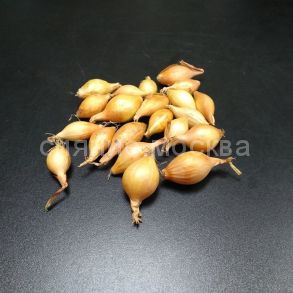 Лук-севок Центурион F1, 500 гр