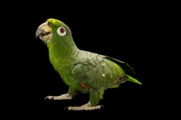 Амазон Мюллера, или мюллеров амазон (Amazona farinosa)