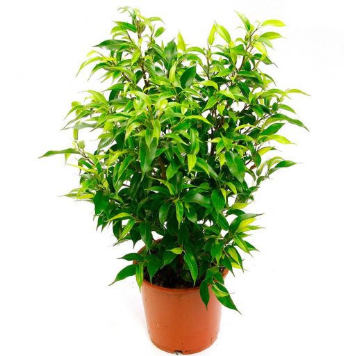 Фикус 7 ЦВЕТОВ Биннедика Амстел Кинг