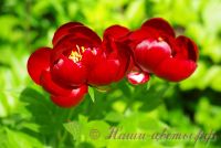 Пион травянистый 'Бакай Белле' / Paeonia 'Buckeye Belle'