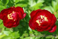 Пион травянистый 'Бакай Белле' / Paeonia 'Buckeye Belle'