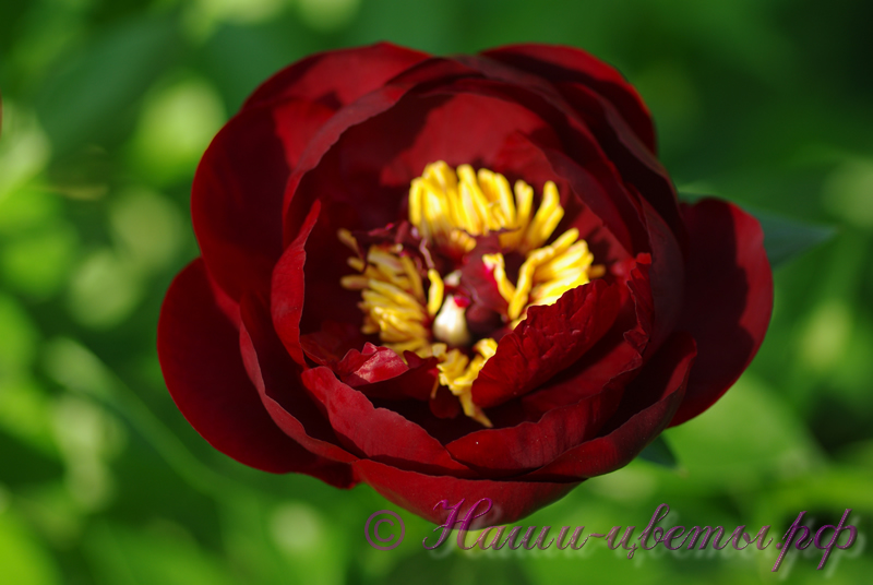 Пион травянистый 'Бакай Белле' / Paeonia 'Buckeye Belle'