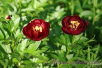 Пион травянистый 'Бакай Белле' / Paeonia 'Buckeye Belle'