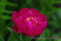 Пион травянистый 'Великий странник' / Peonia 'Great Wanderer'