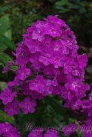 Флокс 'Пирамида Хеопса' / Phlox 'Piramida Heopsa'