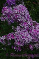 Флокс 'Иришка' / Phlox 'Irishka'