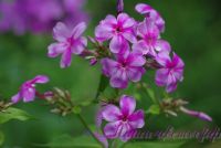 Флокс 'Иришка' / Phlox 'Irishka'