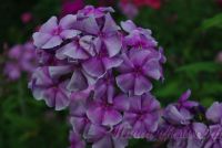 Флокс 'Мона Лиза' / Phlox 'Mona Liza'