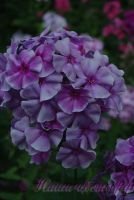 Флокс 'Мона Лиза' / Phlox 'Mona Liza'