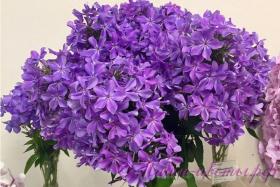 Флокс 'Гордость России' / Phlox 'Gordost Rossii'