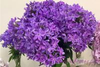 Флокс 'Гордость России' / Phlox 'Gordost Rossii'