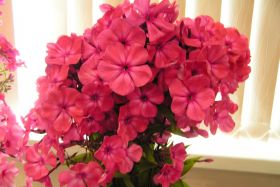 Флокс 'Николя Фламель' / Phlox 'Nicolas Phlammel'