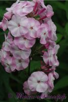 Флокс Цветущая Сакура' / Phlox 'Cvetushhaja Sakura'