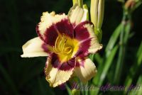 Лилейник 'Калико Джек' / Hemerocallis 'Calico Jack'