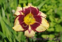 Лилейник 'Калико Джек' / Hemerocallis 'Calico Jack'