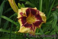 Лилейник 'Калико Джек' / Hemerocallis 'Calico Jack'