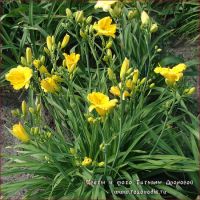 Лилейник 'Техас Санлайт' / Hemerocallis 'Texas Sunlight'