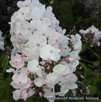 Флокс 'Мадонна' / Phlox 'Madonna'