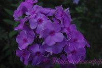 Флокс 'Забвение' / Phlox ' Zabvenie'