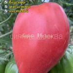 Томат Египетский розовый (Egyptian pink) Коллекционный Мязиной, 5 шт.