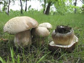 Мицелий Белого гриба дубового (Boletus quercicola)(100гр)