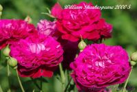 Роза 'Вильям Шекспир  2000' / Rose 'William Sheakespeare 2000'