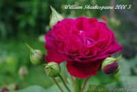 Роза 'Вильям Шекспир  2000' / Rose 'William Sheakespeare 2000'