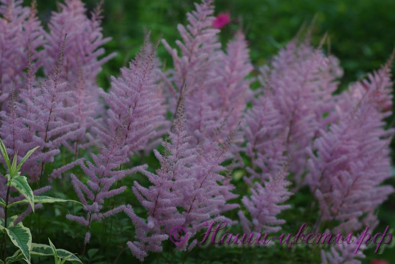 Астильба в ассортименте / Astilbe mix of varieties