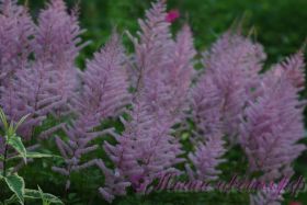 Астильба в ассортименте / Astilbe mix of varieties