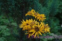 Бузульник 'Дездемона' / Ligularia dentata 'Desdemona'