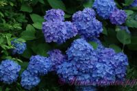 Гортензия крупнолистная 'Бесконечное Лето' / Hydrangea macrophylla 'Endless Summer'