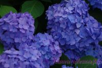 Гортензия крупнолистная 'Бесконечное Лето' / Hydrangea macrophylla 'Endless Summer'