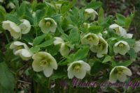 Морозник восточный / Helleborus orientalis