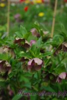 Морозник восточный / Helleborus orientalis