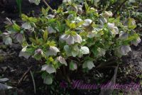 Морозник восточный / Helleborus orientalis