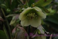 Морозник восточный / Helleborus orientalis