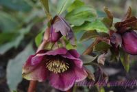 Морозник восточный / Helleborus orientalis