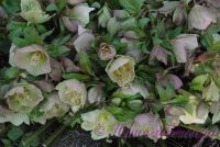 Морозник восточный / Helleborus orientalis