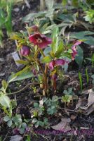 Морозник восточный / Helleborus orientalis