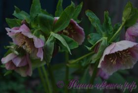 Морозник восточный / Helleborus orientalis