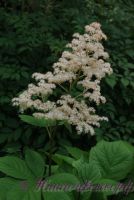 Роджерсия 'Элеганс' / Rodgersia pinnata 'Elegans'