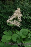 Роджерсия 'Элеганс' / Rodgersia pinnata 'Elegans'