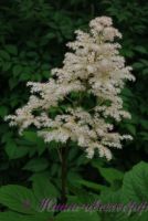 Роджерсия 'Элеганс' / Rodgersia pinnata 'Elegans'