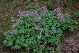 Хохлатка плотная 'Бэт Эванс' / Corydalis 'Beth Evans' 5 шт.