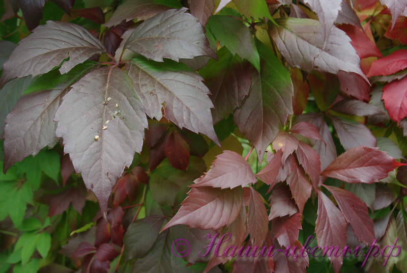 Виноград дивичий / Parthenocissus