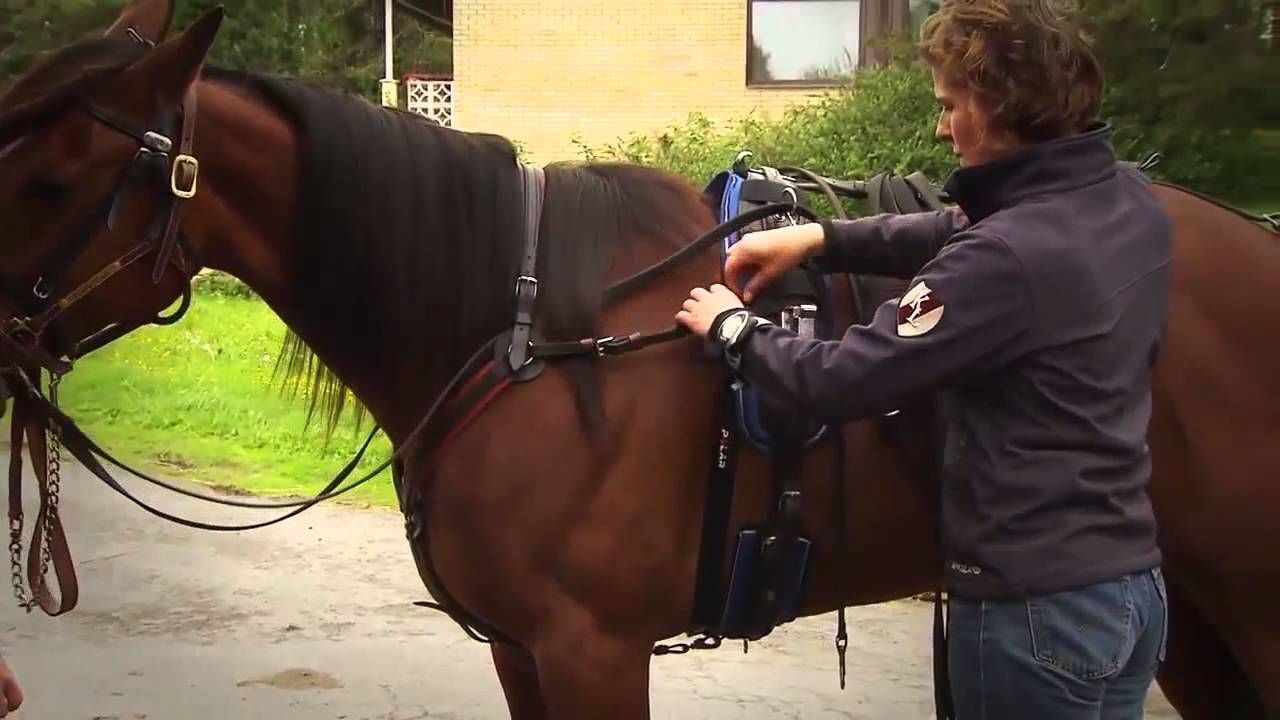 Кардиомонитор POLAR Equine M430, с системой GPS. Для рысаков