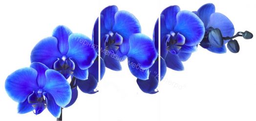 Стол раздвижной Триумф 1,17 (870х600мм) опоры полуовал массив