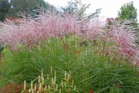 Мискантус китайский 'Ротфедер' / Miscanthus 'Rotfeder sinensis'